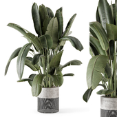 Indoor Plants in Handmade Stone Pot - Set 1855