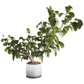 Ficus Elastica Rubber Tree Set 250