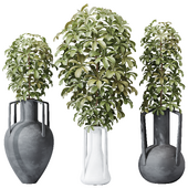 HQ HousePlants Schefflera Arboricola Umbrella Set04