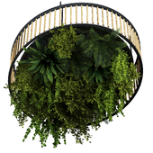 Indoor Plants Hanging Plants set69