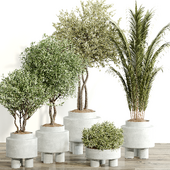 Indoor Plant Set 092