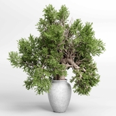 indoor plant 432 plant tree vase dirty concrete