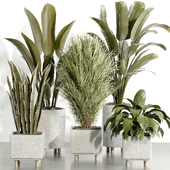 Indoor Plant Set 093