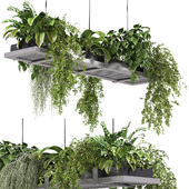 Hanging indoor Plants 03