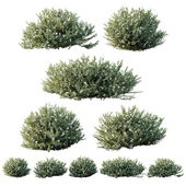 HQ Plants Gray Box Westringia Fruticosa Coastal Rosemary Flower