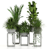 Indoor plant -stand plant in concrete pot set-74