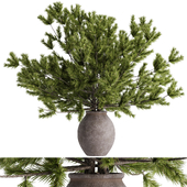 Pine Bonsai 02