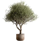 Outdoor Plants 594 - Tree in Pot