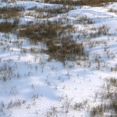 grass under snow02