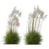 HQ Plants Miscanthus Nepalensis Sinensis Sarabande Adagio Windy