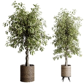 ficus benjamin in handmade wooden baskets - indoor plant set 440