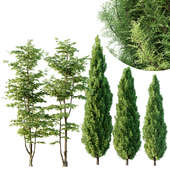 Carpinus Betulus and Mediterranean Cypress