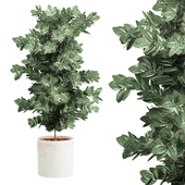 Fiscus Plants