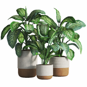 Dieffenbachia Set