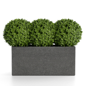 treez plants set 36