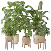 Indoor Plants Set 12