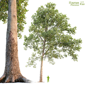 Платан / Sycamore / Platanus #20
