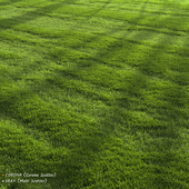 Garden Lawn