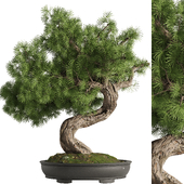 Bonsai Tree set5