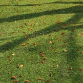 lawn with leaves 2