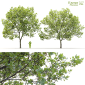 Платан / Sycamore / Platanus #21