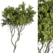 Boxwood Tree Set 301