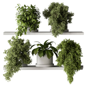 Indoor Plant 701 - Hanging Plants