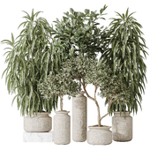 Indoor plant set 43