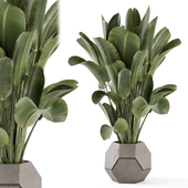 Indoor Plants in Handmade Stone Pot - Set 2165