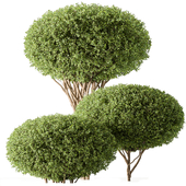 Topiary Ball Bush Set 143