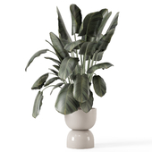 Indoor Plants in Handmade Stone Pot - Set 2196