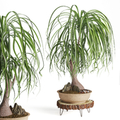 Indoor plant Beaucarnea Recurvata set11