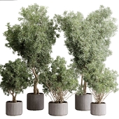 Tree branches in wooden vases - indoor plant 498