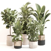 Indoor Plant Set 0105