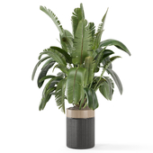 Indoor Plants in Ferm Living Bau Pot Large - Set 2231