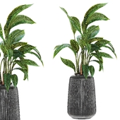 Plants set 114