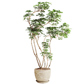 Schefflera Plant in Pot