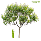 Катальпа / Catalpa #1