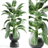 indoor plant Set 109