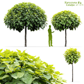 Катальпа / Catalpa #2