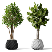 Ficus Lyrata Fiddle Leaf Fig And Benjamina Weeping Fig Indoor Plant Set