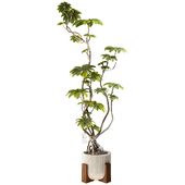 Bonsai FicusTree Set 345