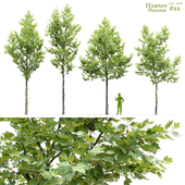 Платан / Sycamore / Platanus #22