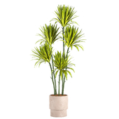 Dracaena Plant