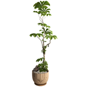 Bonsai Ficus Schefflera Tree 352