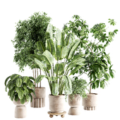 indoor plant 327