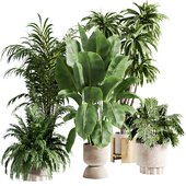 indoor plant 301