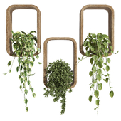 hanging plants on box