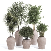 Indoor Plant Set