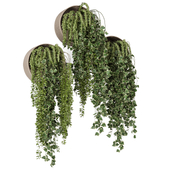 Indoor Hanging Plants in Circle Base 2590